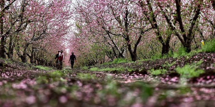 Amik Ovası baharla renklendi