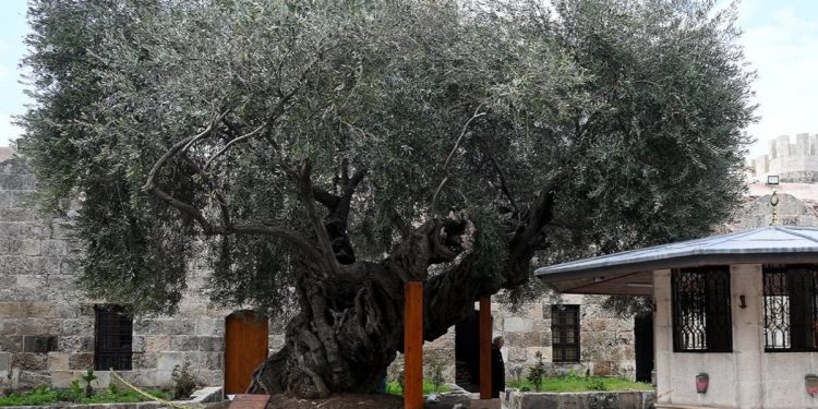 Anıt ağaç depremlerde zarar görmedi