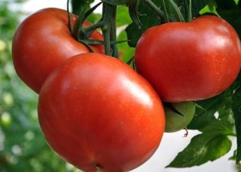 Domateste ‘tuta’ tehdidi