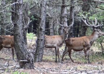 Dört şehirdeki kızıl geyiklerin avlanması için yapılan ihaleyi mahkeme iptal etti