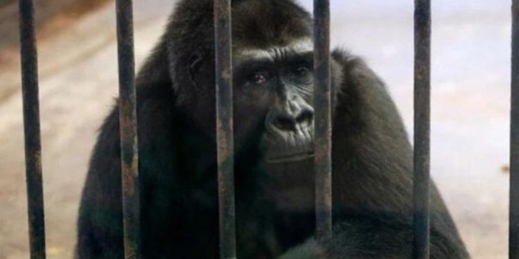 Dünyanın en yalnız gorilini kurtarma kampanyası