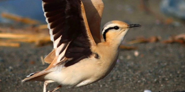 Göçmen kuşlar deprem bölgesinde