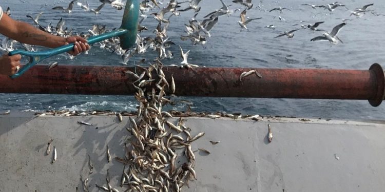 Hamside tehlike çanları çalıyor