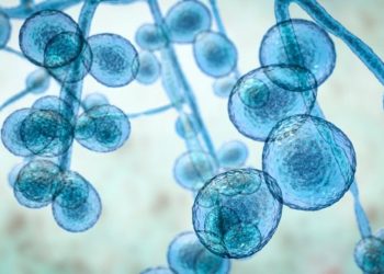 Hastanelerde korkutan artış: Öldürücü mantar salgını patlak verdi