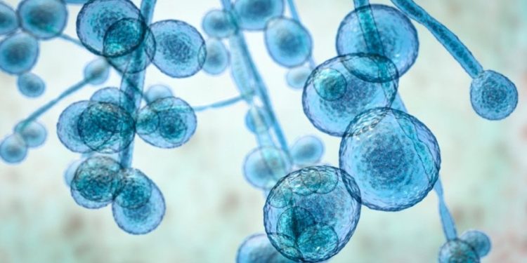 Hastanelerde korkutan artış: Öldürücü mantar salgını patlak verdi