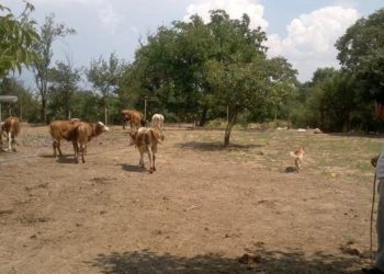 Karabük’te kene korkusu! Aynı aileden iki kişi öldü