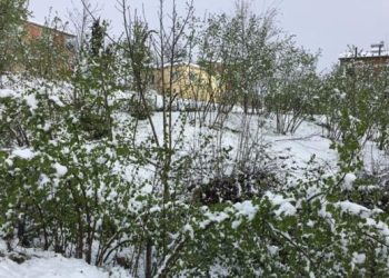 Karadeniz’e yağan kar fındık üreticisini korkuttu