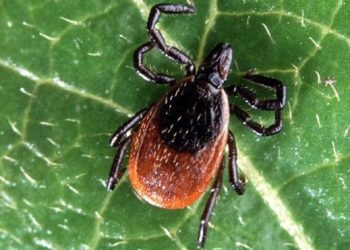 Kırım Kongo Kanamalı Ateşi (KKKA) nedir? Belirtileri ve tedavisi…