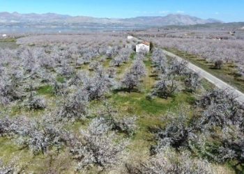 Mart’ta çiçek açan kayısıyı Nisan’da kar vurdu