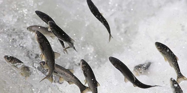 Uçan balık inci kefalinin yolu uzadı