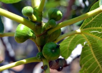 Aydın’da aşırı sıcaklar nedeniyle taze incir rekoltesinde düşüş bekleniyor