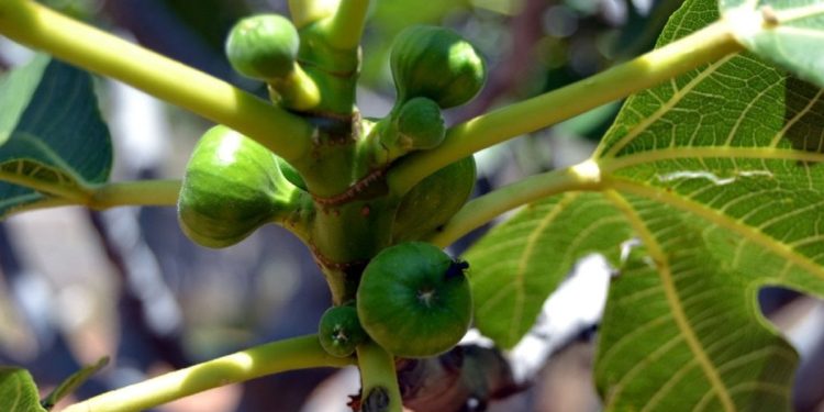 Aydın’da aşırı sıcaklar nedeniyle taze incir rekoltesinde düşüş bekleniyor