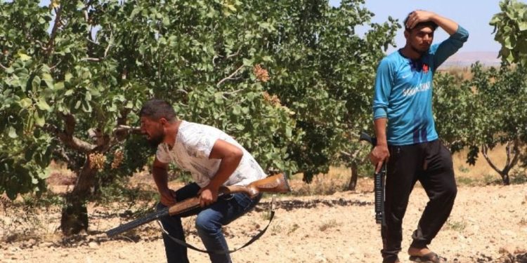 Günlük 1000 TL’ye ‘yeşil altın’ koruyorlar