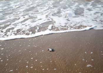 Hayata ilk adım… Yavru caretta carettalar denizle buluştu
