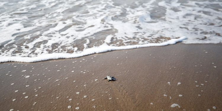 Hayata ilk adım… Yavru caretta carettalar denizle buluştu
