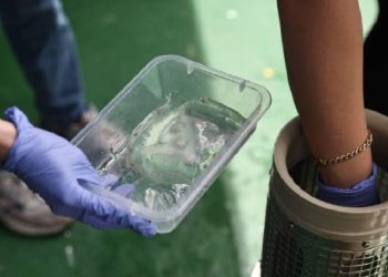 İstilacı taraklı medüzler, yerel balık stoklarını azaltıyor