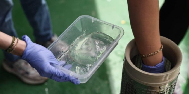 İstilacı taraklı medüzler, yerel balık stoklarını azaltıyor