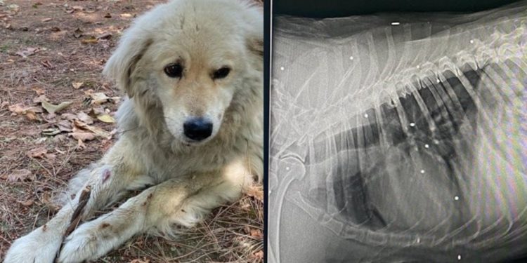 Köpeğin vücudundan 40’a yakın tüfek saçması çıktı