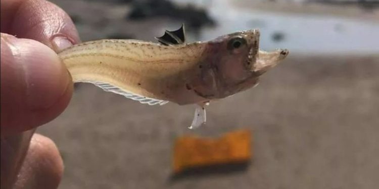 Korkutucu uyarı: Sahilde yürürken bunlara dikkat edin