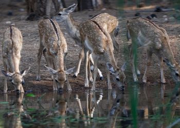 Nesli tehdit altındaki alageyik ve yavruları, su içerken görüntülendi