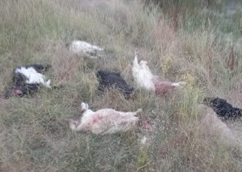Sahipsiz köpeklerin saldırdığı 36 küçükbaş hayvan öldü