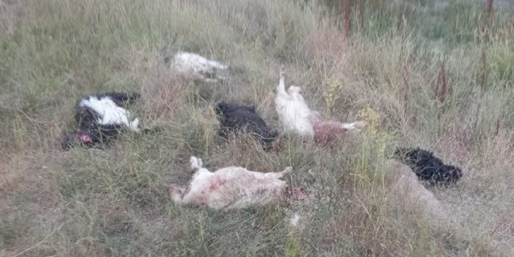 Sahipsiz köpeklerin saldırdığı 36 küçükbaş hayvan öldü