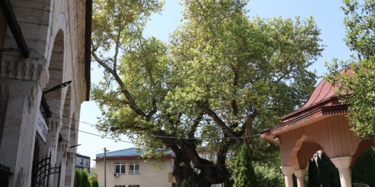 Cami avlusundaki asırlık çınar zamana direniyor