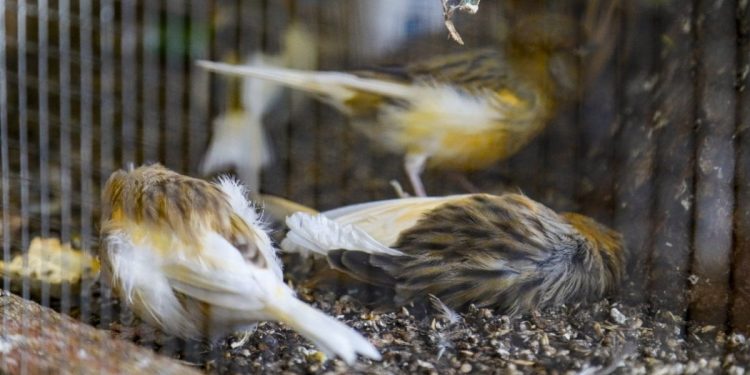 Skandal! Tahliyesi için geldikleri kuşları kediye kaptırdılar