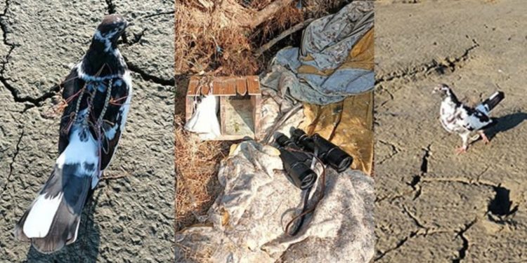 Koruma altındaki kuşları avlayan yabancı uyruklu kişi yakalandı